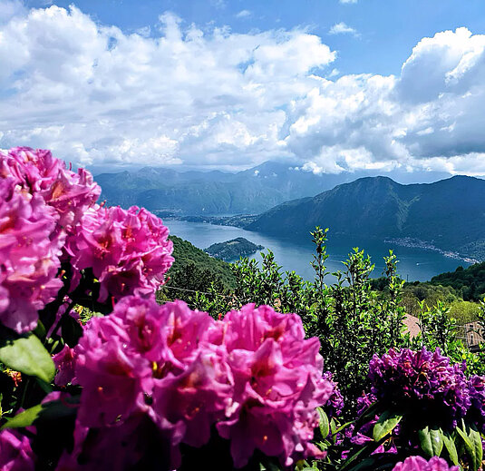 Die Rhododendronblüte ist ein HIGHLIGHT